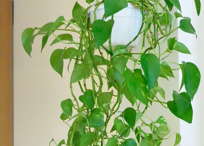 Al Campaniel Couette-café