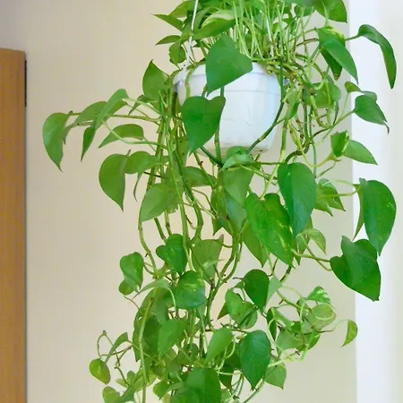 Al Campaniel ベッド・アンド・ブレックファスト